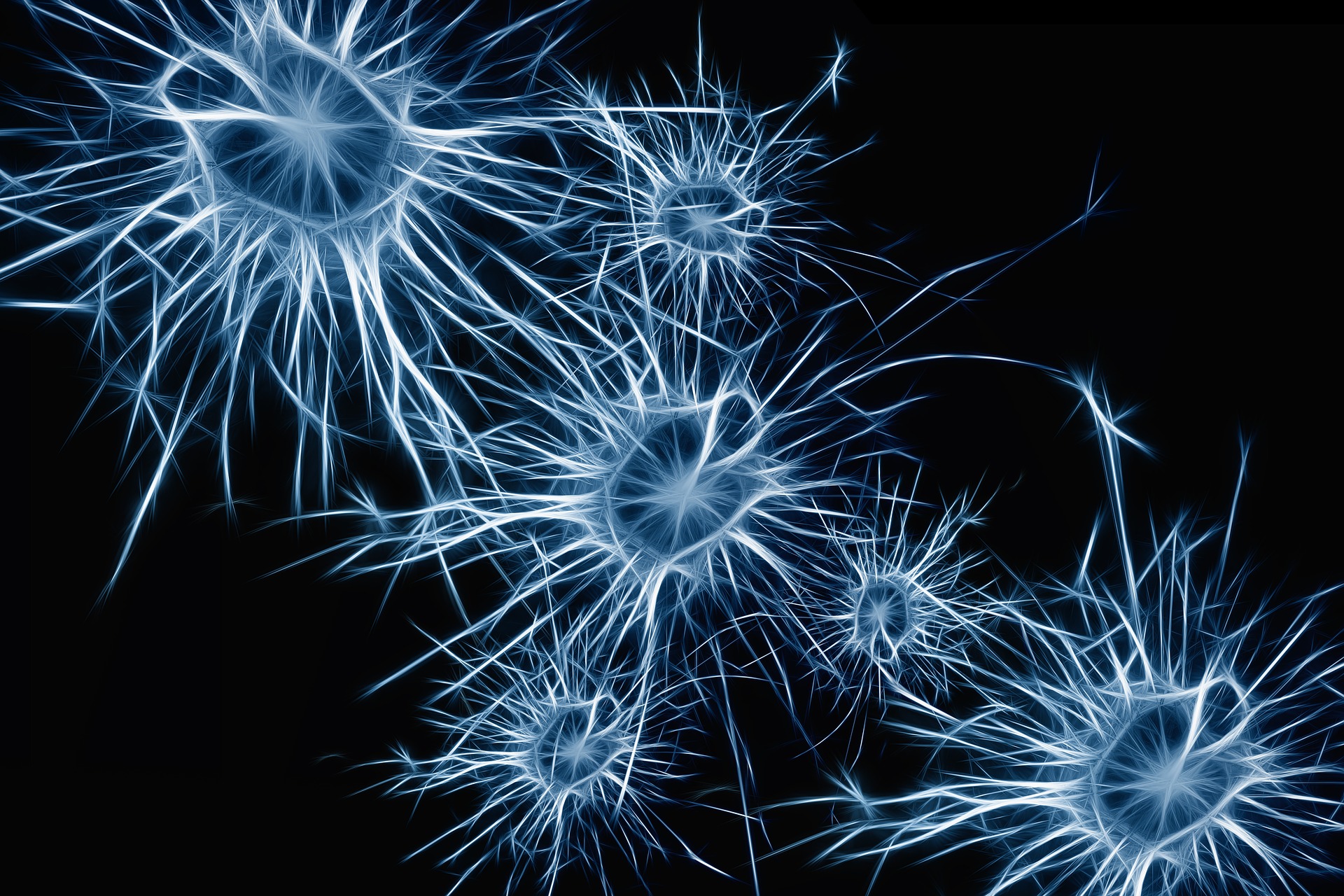 neurons