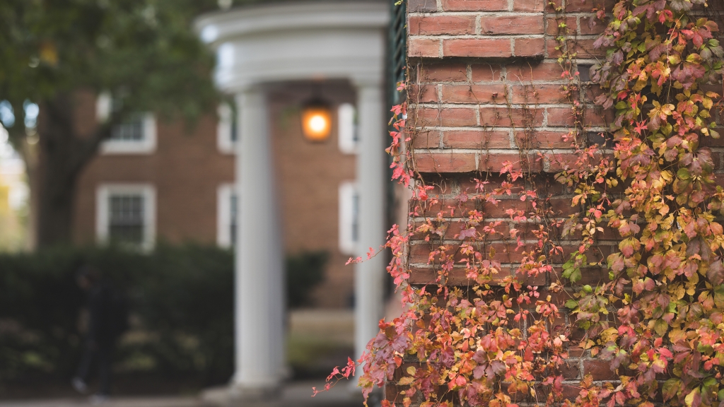 Ivy growing up brick